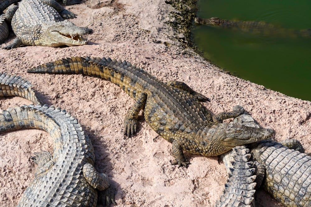 Tagesausflug zum Crocopark Agadir: Faszinierende Krokodile und Hotel-Transfer inklusive 13 crocopark agadir marokko adribluenova 00 adri blue nova