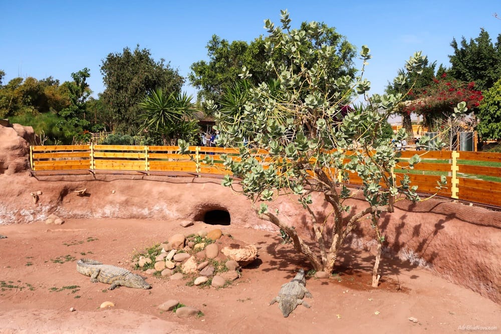Tagesausflug zum Crocopark Agadir: Faszinierende Krokodile und Hotel-Transfer inklusive 10 crocopark agadir marokko adribluenova 02 adri blue nova