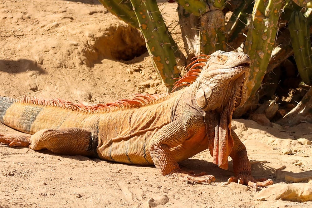 Tagesausflug zum Crocopark Agadir: Faszinierende Krokodile und Hotel-Transfer inklusive 5 crocopark agadir marokko adribluenova 05 adri blue nova