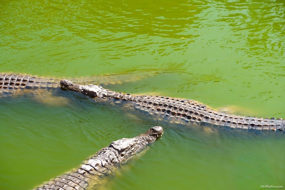 Tagesausflug zum Crocopark Agadir: Faszinierende Krokodile und Hotel-Transfer inklusive 2 crocopark agadir marokko adribluenova 07 adri blue nova
