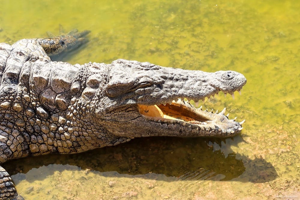 Tagesausflug zum Crocopark Agadir: Faszinierende Krokodile und Hotel-Transfer inklusive 1 crocopark agadir marokko adribluenova 10 adri blue nova