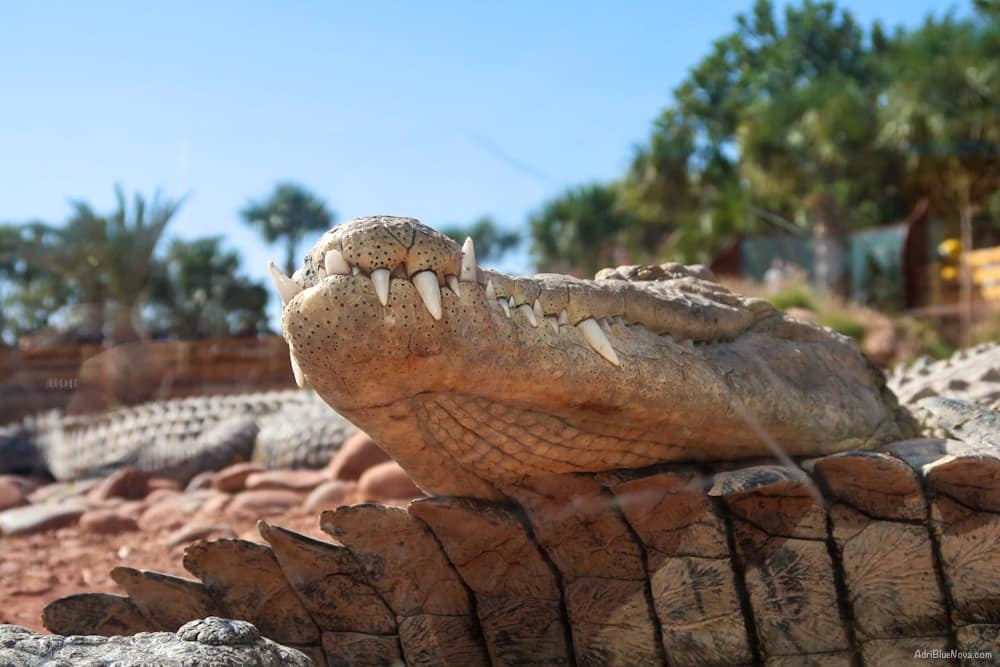 Tagesausflug zum Crocopark Agadir: Faszinierende Krokodile und Hotel-Transfer inklusive 9 crocopark agadir marokko adribluenova 12 adri blue nova