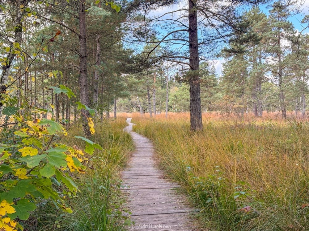 1. Mai in Oberschwaben: Diese 5 Wanderungen schaffen auch Kinder problemlos 1 wurzacher ried herbst ausflug bad wurzach blog adribluenova adri blue nova