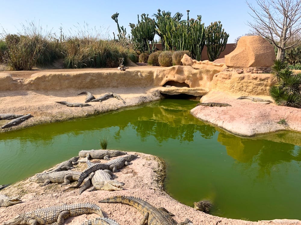 Tagesausflug zum Crocopark Agadir: Faszinierende Krokodile und Hotel-Transfer inklusive 11 crocopark agadir marokko adribluenova 01 adri blue nova