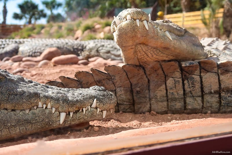 crocopark agadir marokko adribluenova 13 adri blue nova